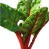 Semillas de Acelga Penca Roja