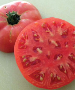 Tomate Antiguo N°34 - Herencia: Brandywine Sudduth Semilla Orgánica 15 un.