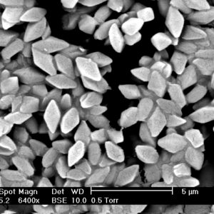 Insecticida biológico para cuncunas y mordedores 10 gr.