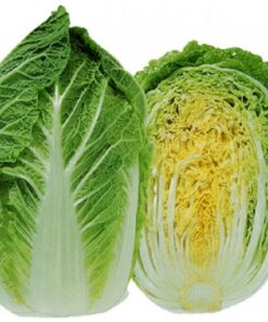 Planta de Bok Choi (col china)