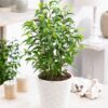 Ficus Benjamina Enano o Bonsai