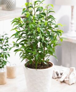 Ficus Benjamina Enano o Bonsai