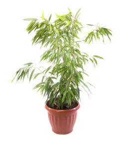 Ficus Benjamina Naomi