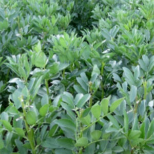 Semillas de Haba Súper Agua Dulce Terranova Seeds 25 kilos