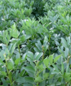 Semillas de Haba Alba (Luz de Otoño) Terranova Seeds 1 kilo
