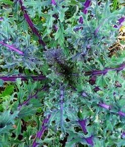 Semillas de Kale Moscow (tipo Red Russian)