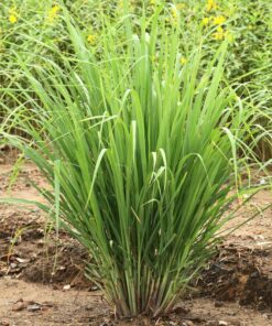 Planta de Lemmon Grass