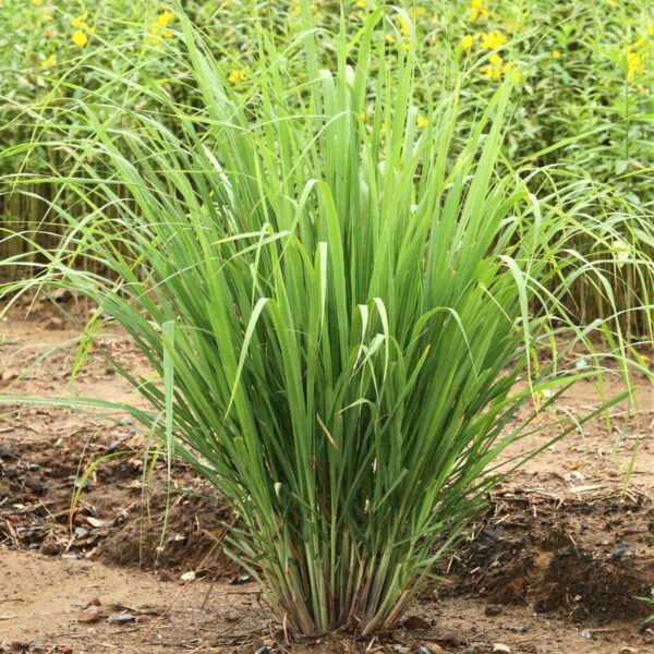 Planta de Lemmon Grass