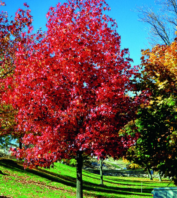 Árbol Liquidambar 3 mt +