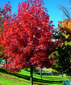 Árbol Liquidambar 1.2 mt app