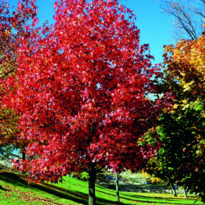 Árbol Liquidambar 1.2 mt app