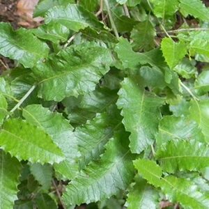 Árbol Molle en bolsa