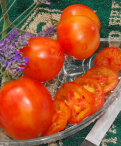 Tomate Antiguo N°13- Herencia: Peppermint Semilla Orgánica 5 un.