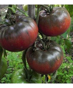 Tomate Antiguo N°37- Herencia: Black from Tula Semilla Orgánica 15 un.