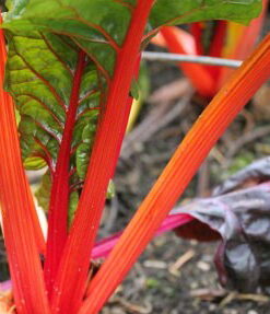 Semillas de Acelga Penca Naranja 2 gr.