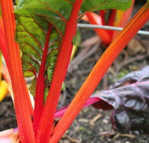 Semillas de Acelga Penca Naranja 2 gr.