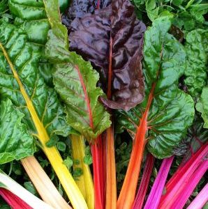 Semillas de acelga colores variados 3 gr.