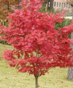 Árbol Acer Japónico 1,00 mt +