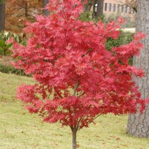 Árbol Acer Japónico 1,40 mt +