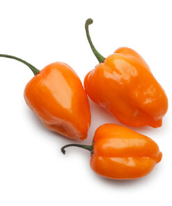 Semillas de Ají Habanero F1