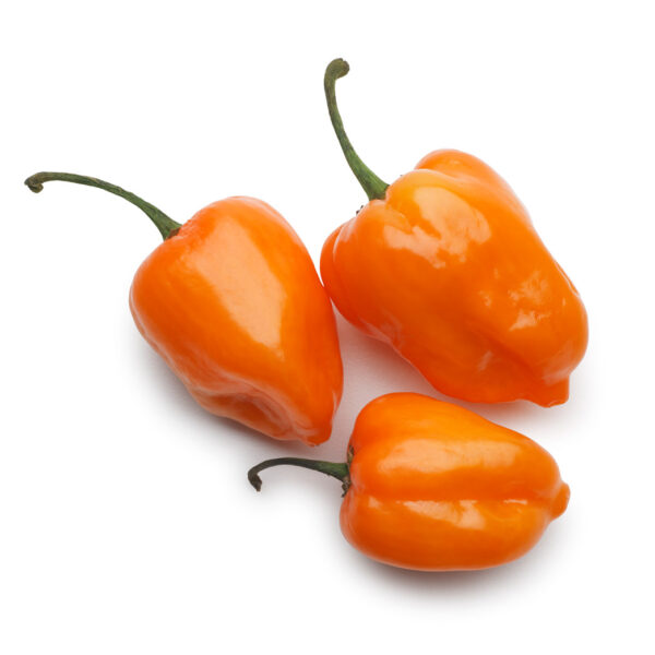 Semillas de Ají Habanero F1