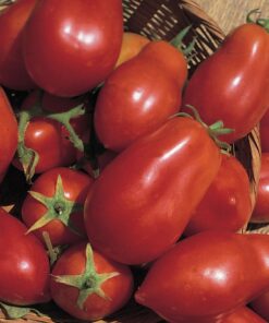 Tomate Antiguo N°30- Herencia: Aker´s Plum Semilla Orgánica 5 un.