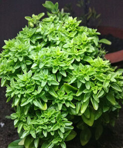 Semillas de Albahaca Griega, Pesto o Pascualina (1 gr. )