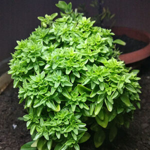 Semillas de Albahaca Griega, Pesto o Pascualina (1 gr. )