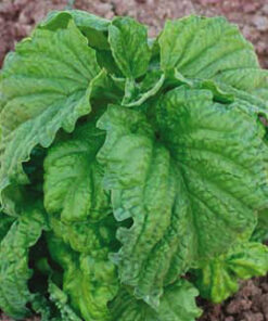 Semillas de Albahaca Hoja de Lechuga (5 gr. )