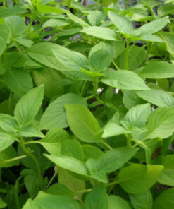 Semillas de Albahaca Limón (1 gr. )