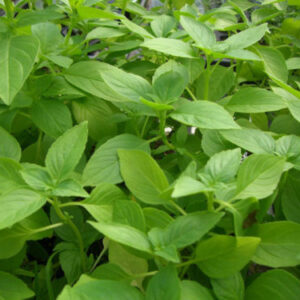 Semillas de Albahaca Limón (1 gr. )