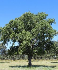 Árbol Alcornoque 1 mt app