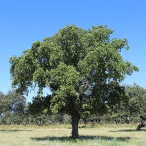 Árbol Alcornoque 1 mt app