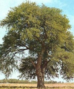 Árbol Algarrobo en bolsa