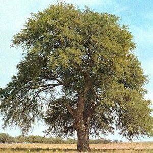 Árbol Algarrobo en bolsa