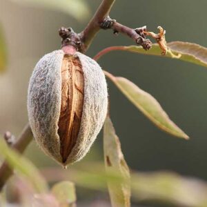 Almendro Non Pareil Injertado