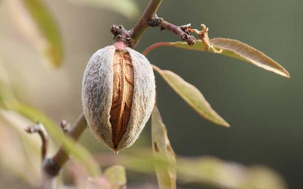 Almendro Non Pareil Injertado