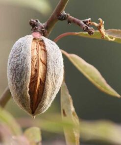 Almendro Carmel Injertado