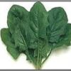 Semillas de Espinaca de Invierno Súper Alrite F1 (3 gr.)