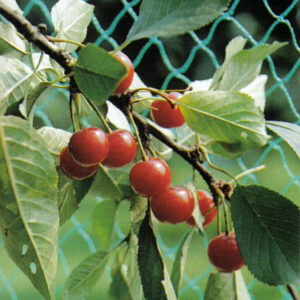 Malla anti pájaros 4 mt de ancho por metro lineal
