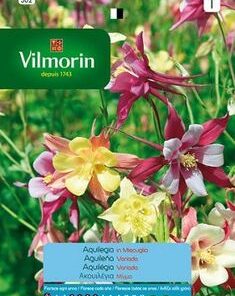 Semillas Vilmorin Aquilegia Variada
