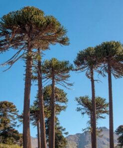 Árbol Araucaria chilena en bolsa