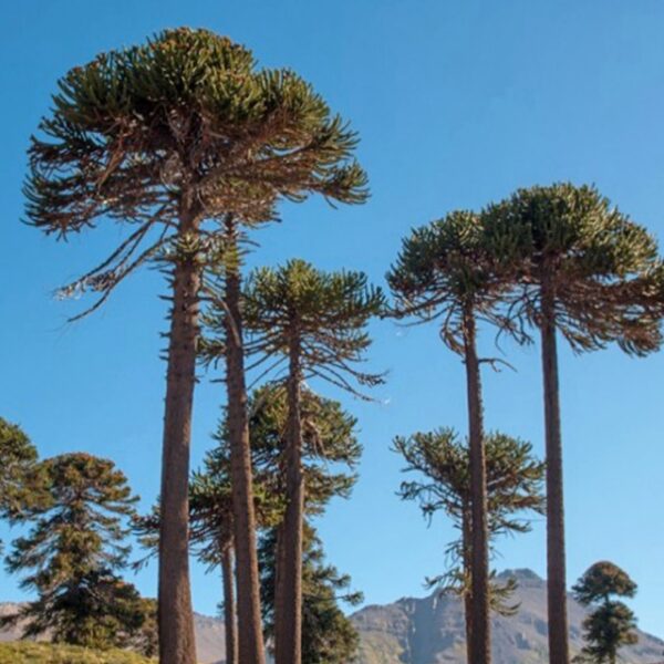 Árbol Araucaria chilena en bolsa