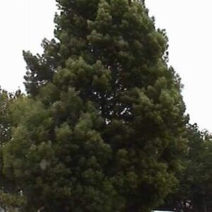 Árbol Aromo Australiano 1,50 mt +