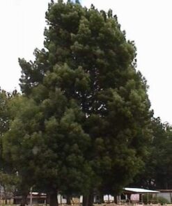Árbol Aromo Australiano 1,7 mt +