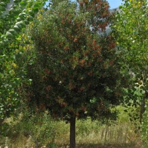 Árbol Aromo Australiano 60 cm +