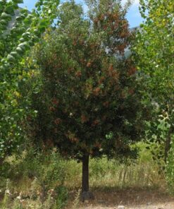 Árbol Aromo Australiano 1,7 mt +
