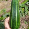Planta de Zapallo Italiano Bassuco