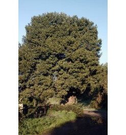 Árbol Belloto del Norte en bolsa