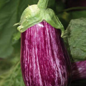 Semillas de Berenjena Nubia F1